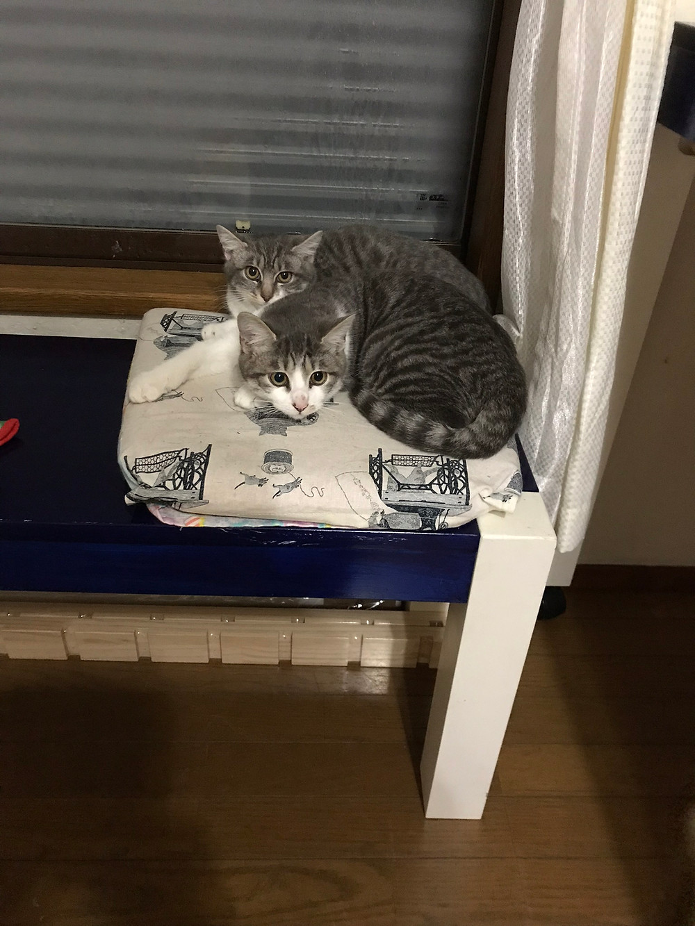 サンゴとシルバ
