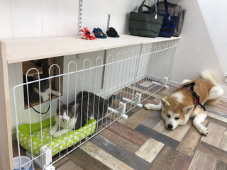 ぶら下がり猫ピアス