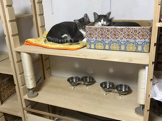 ワンタイピン(チワワ)とピンバッジ(秋田犬)