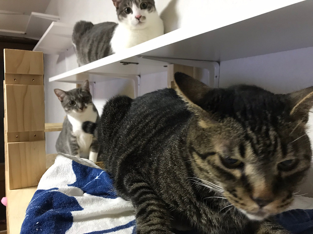 猫ズ