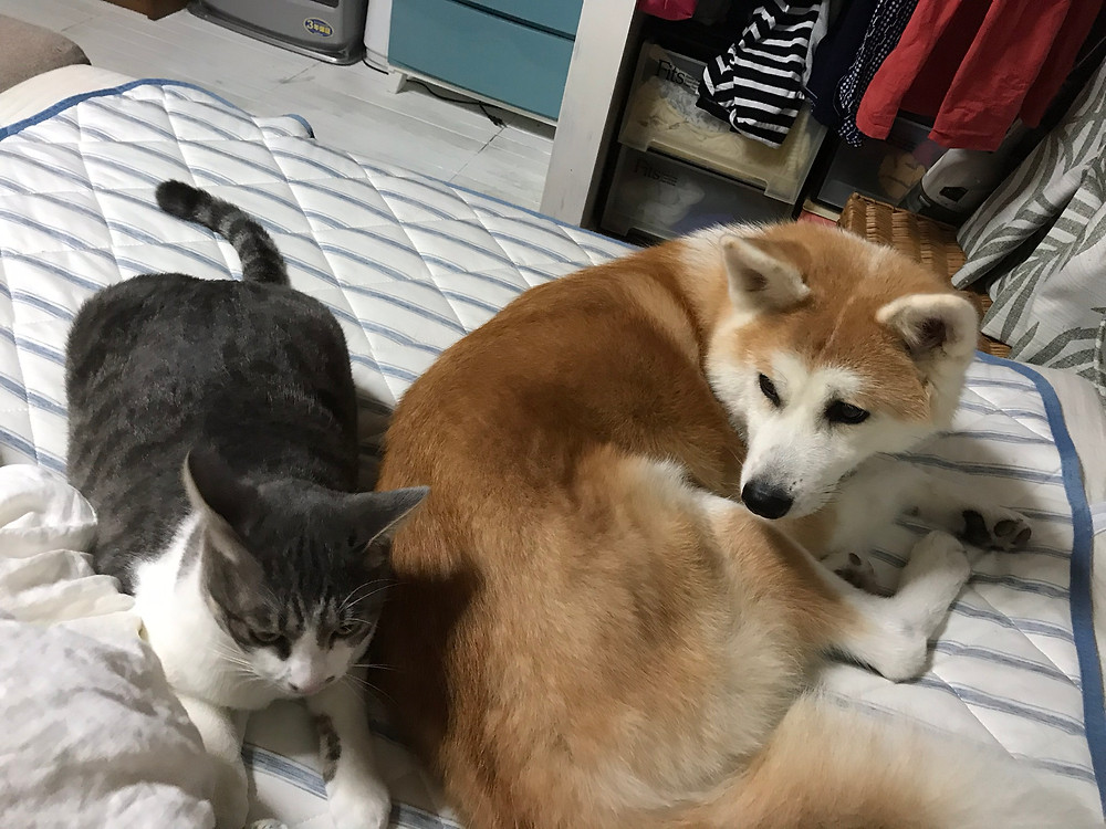 シルバと一緒