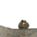 Monkey in Gibraltar