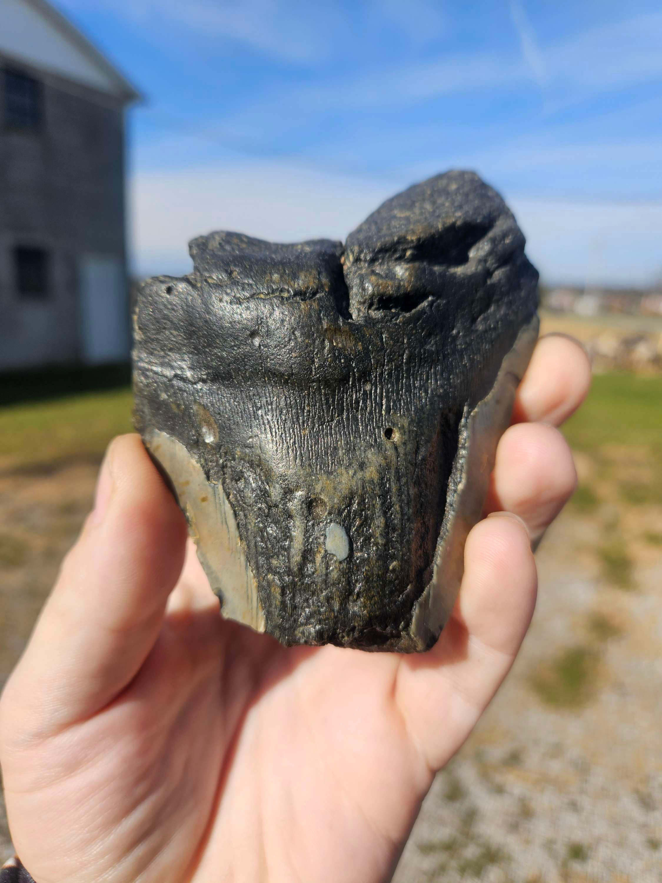 Megalodon Tooth