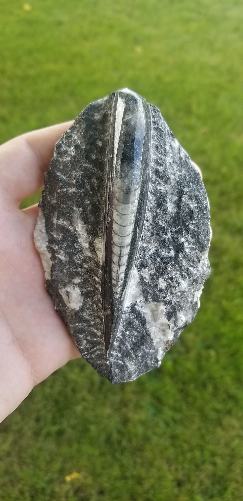 Thumbnail: Orthoceras Plate
