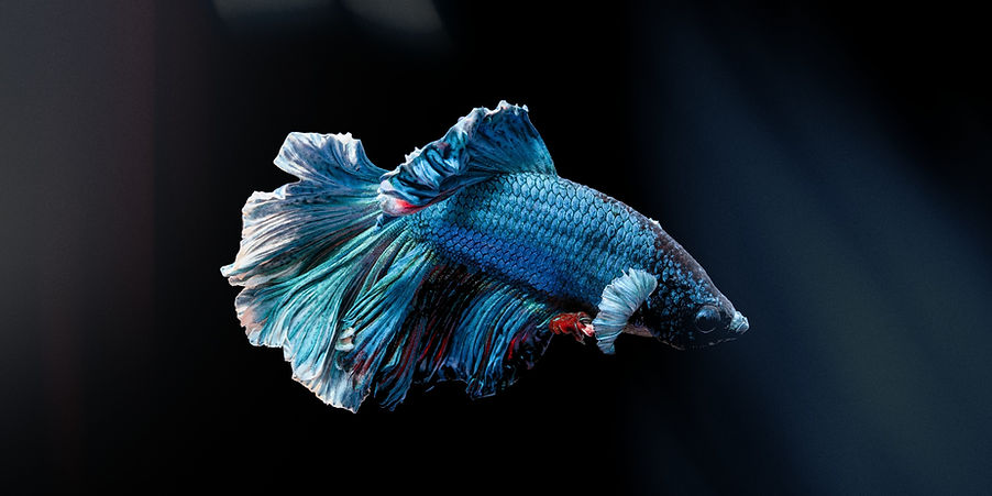 Website%20banner%20-%20betta%20fish_edit
