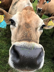 cow nose.jpg