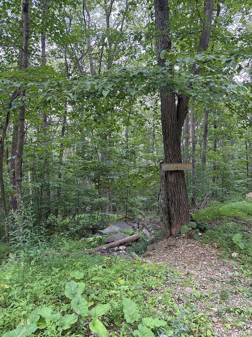 View of a trail head forested area with green plants on the ground