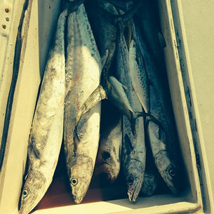 short trip chartered fishing trips near me