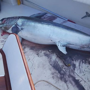 swordfish billfish mud marlin broadbill