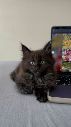 Maine Coons for Sale NWI