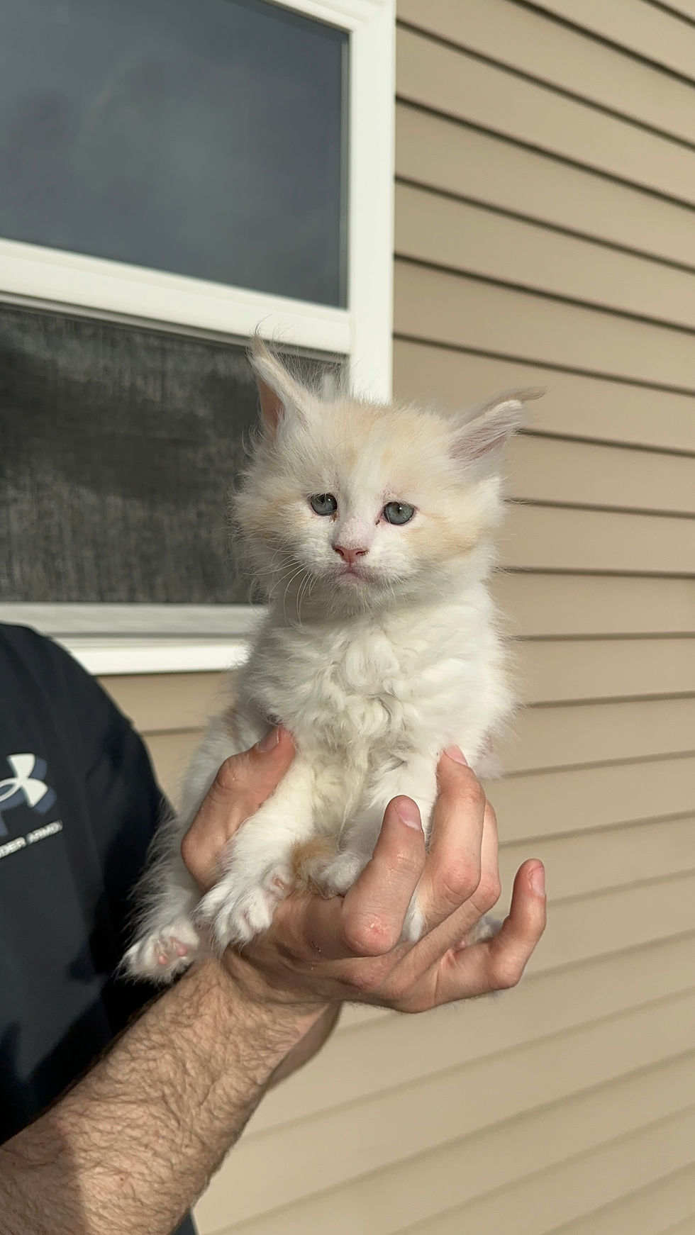 Chicago Maine Coon kittens