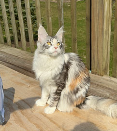 Maine Coons for Sale NWI