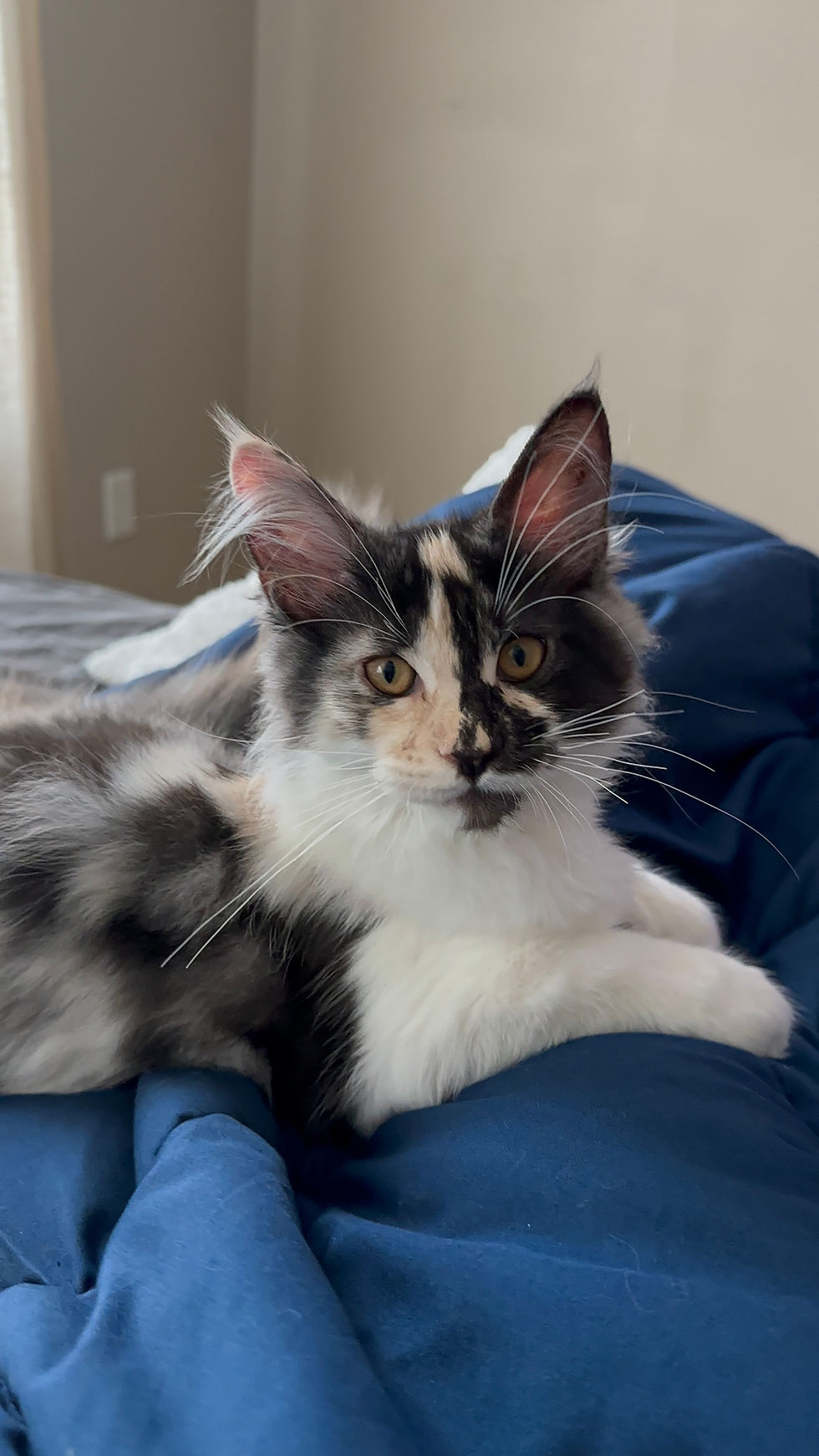 Chicago Maine Coon kittens