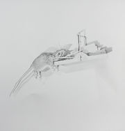 "Taxonomy: Exposure #7, 11" x 11", graphite on paper, 2025