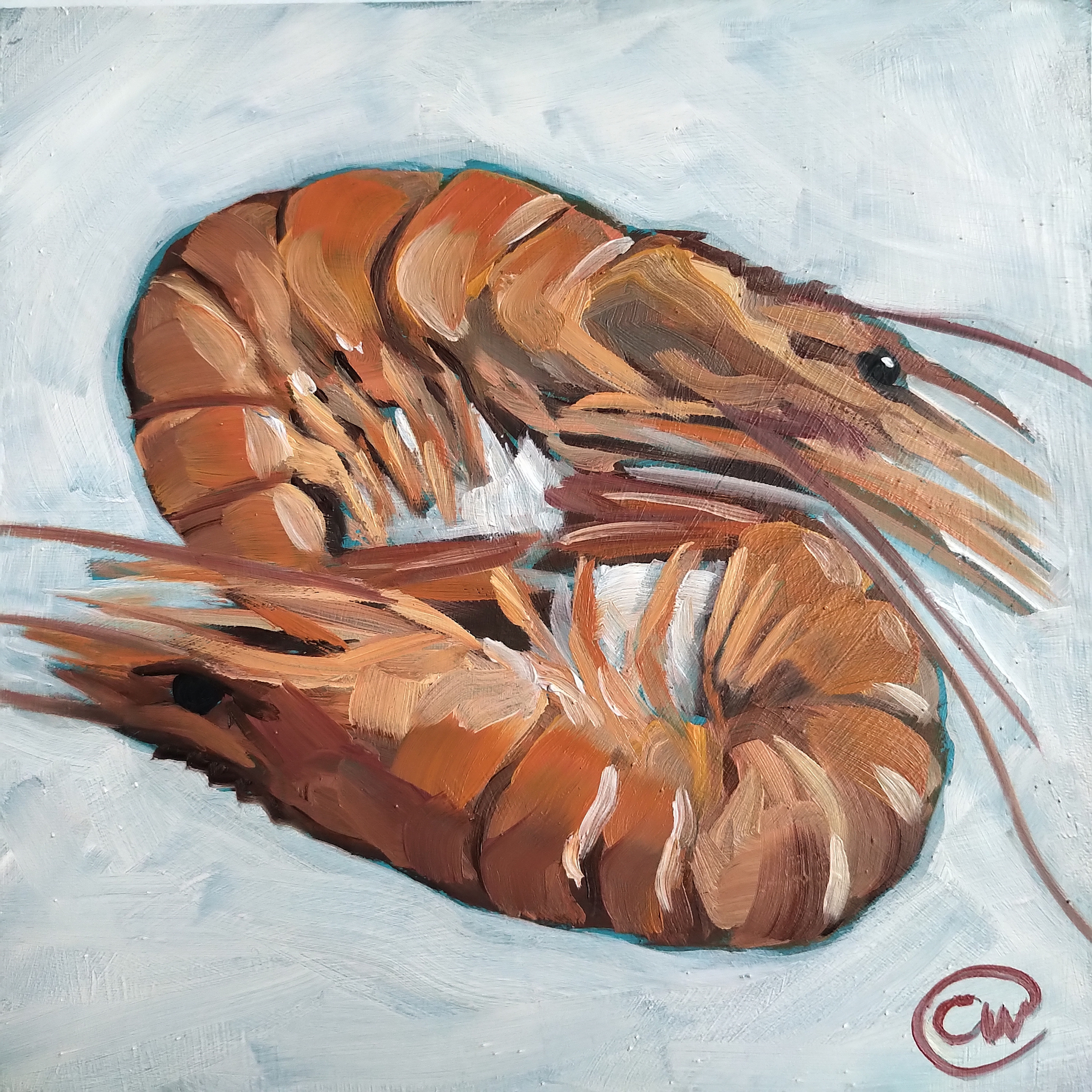 Shrimps, 15x15cm