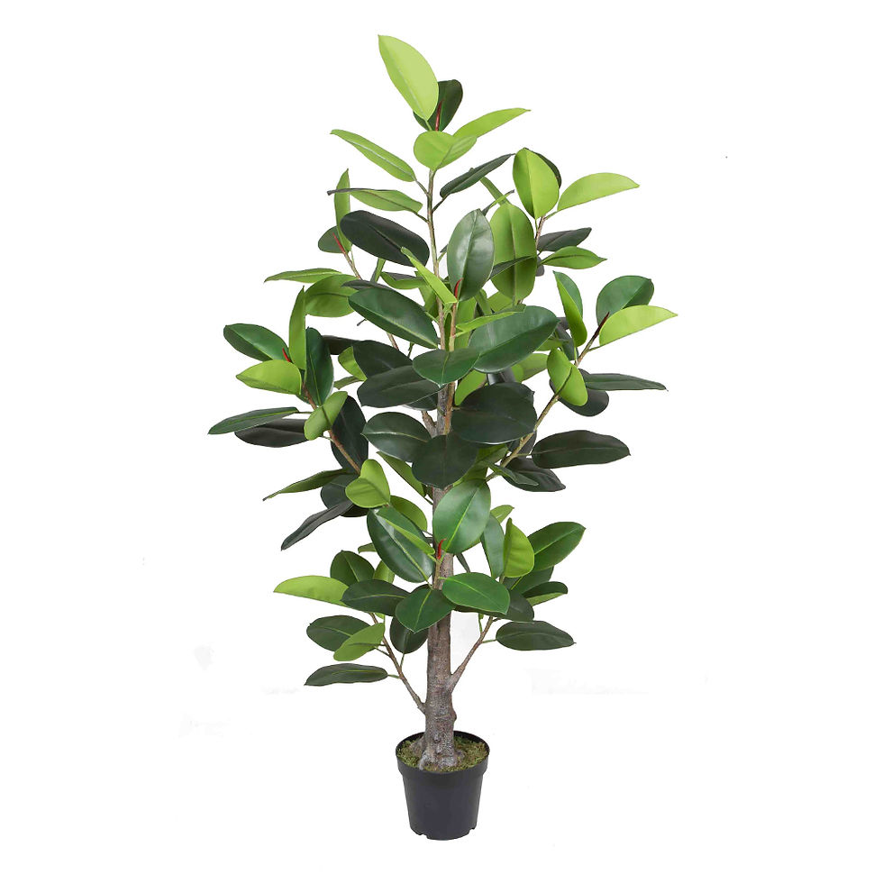 Rubber Plant Decorative Potted Flower; 190cm