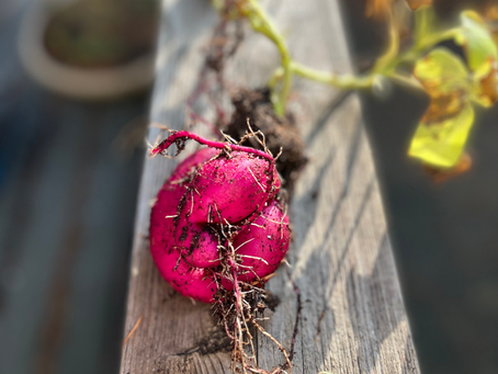 Finding the Root Cause