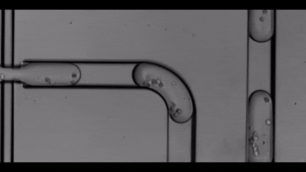 microfluidics.gif