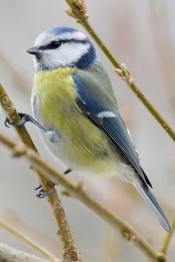 Blanc, gris,Bleu, jaune oiseau