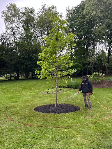 Douglas Landscaping