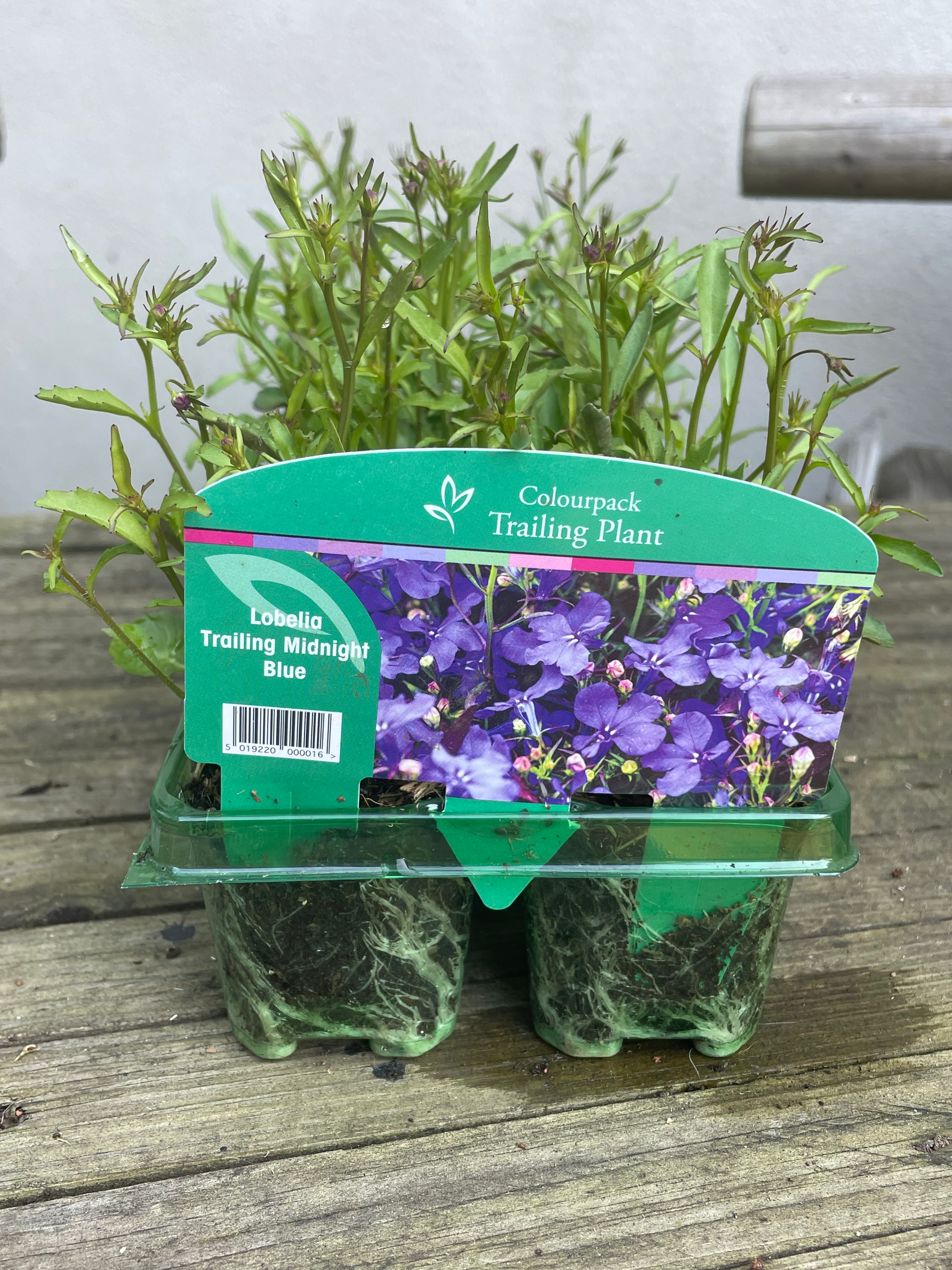 Lobelia Trailing Midnight Blue 10 Pack