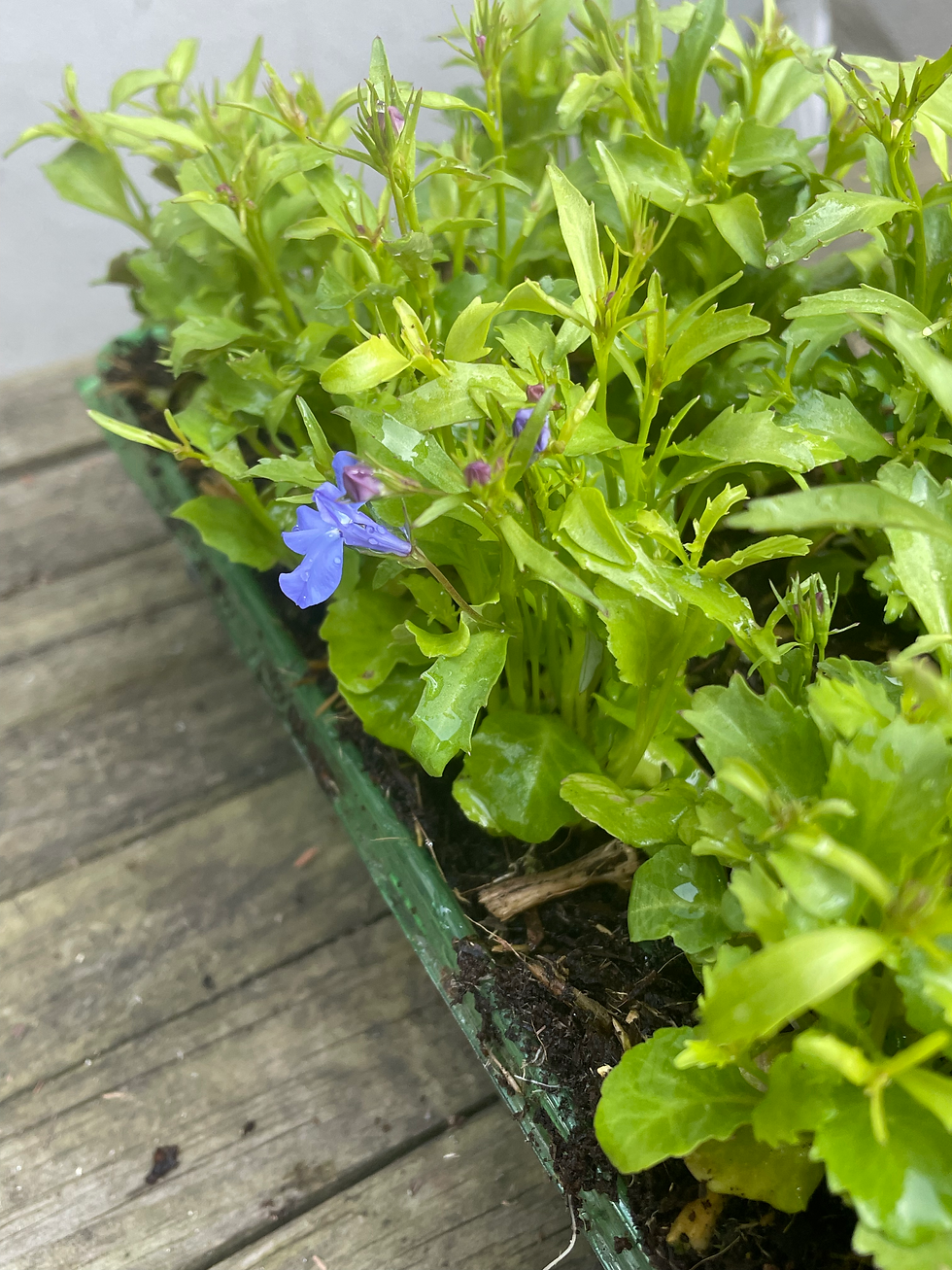 Thumbnail: Lobelia Trailing Sky Blue 10 Pack