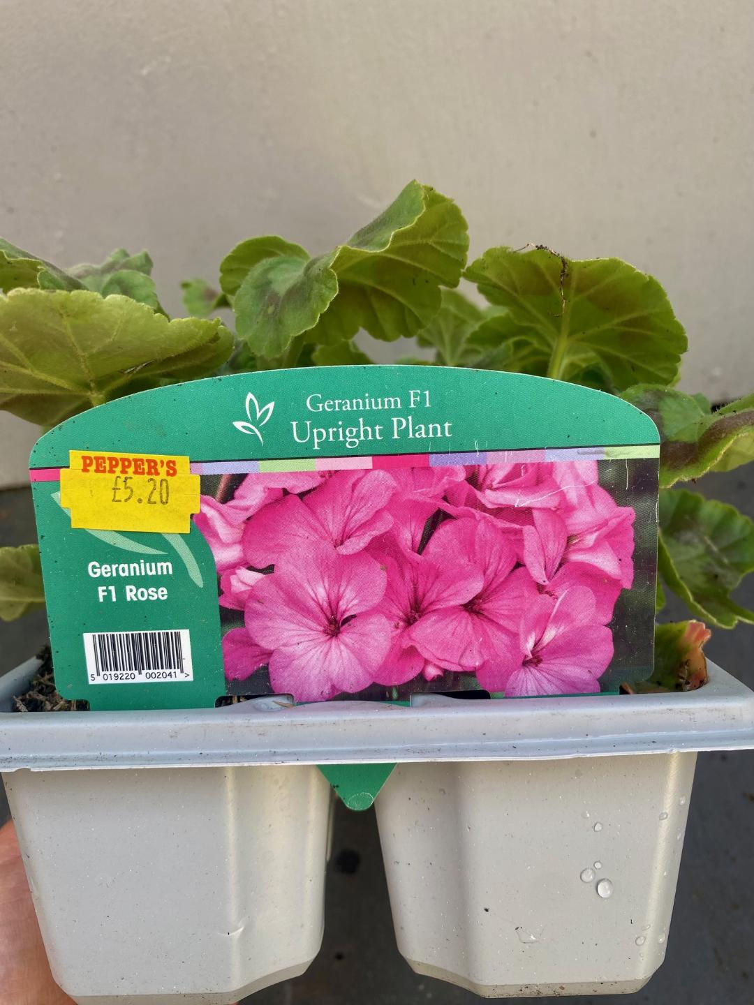 Geranium F1 Rose 6 Pack
