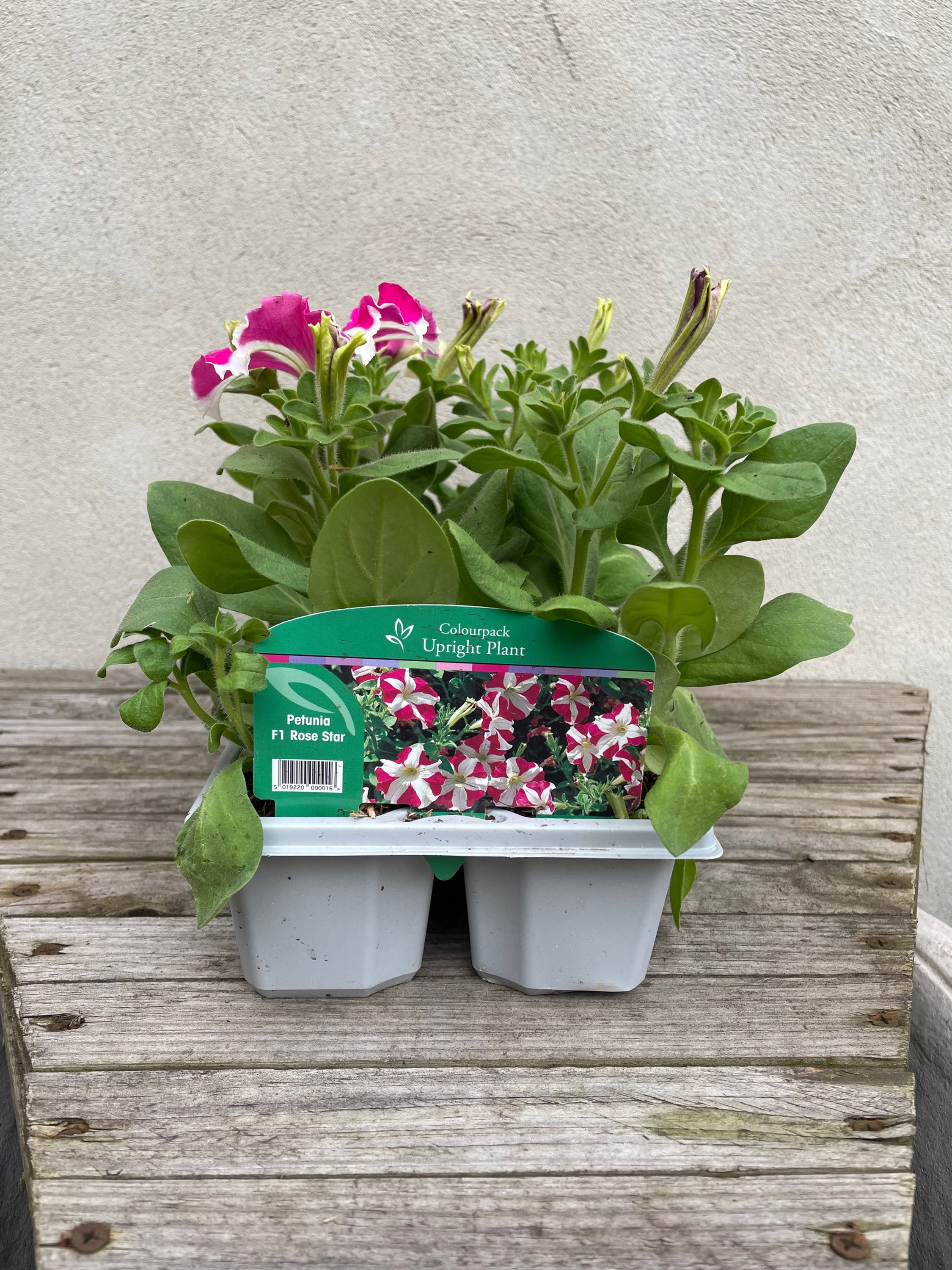 Petunia F1 Rose Star 6 Pack