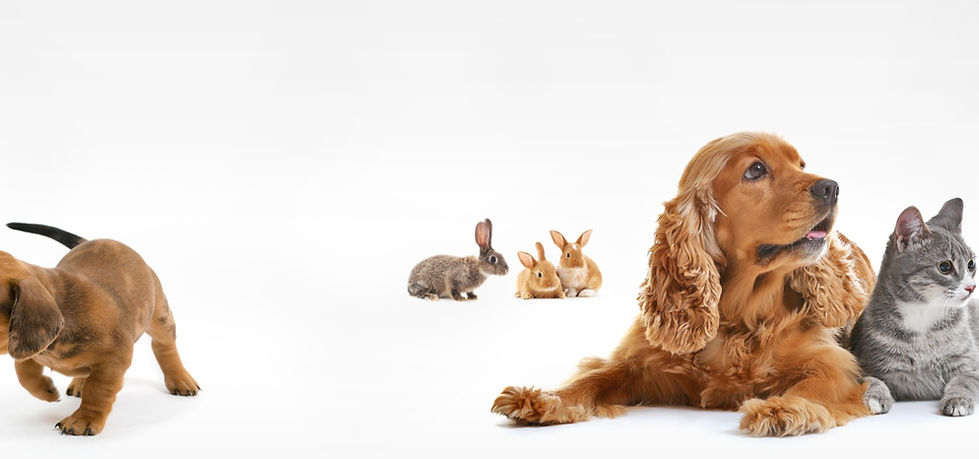 Hero's Heart works with ALL types of animals in need.