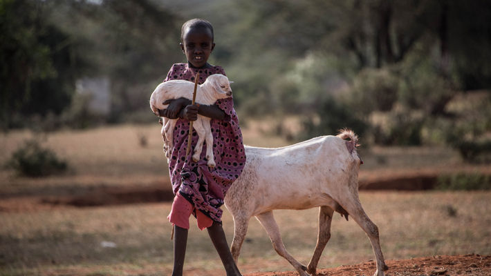 the goat herder