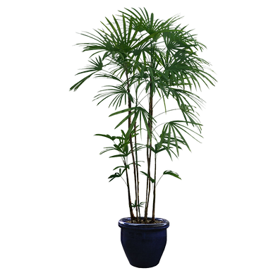 kisspng-houseplant-tree-potted-plants-5a