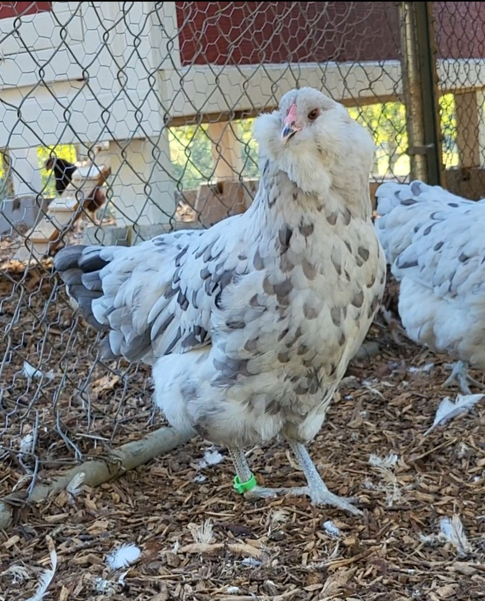 Screenshot_20231018_192731_Video Player