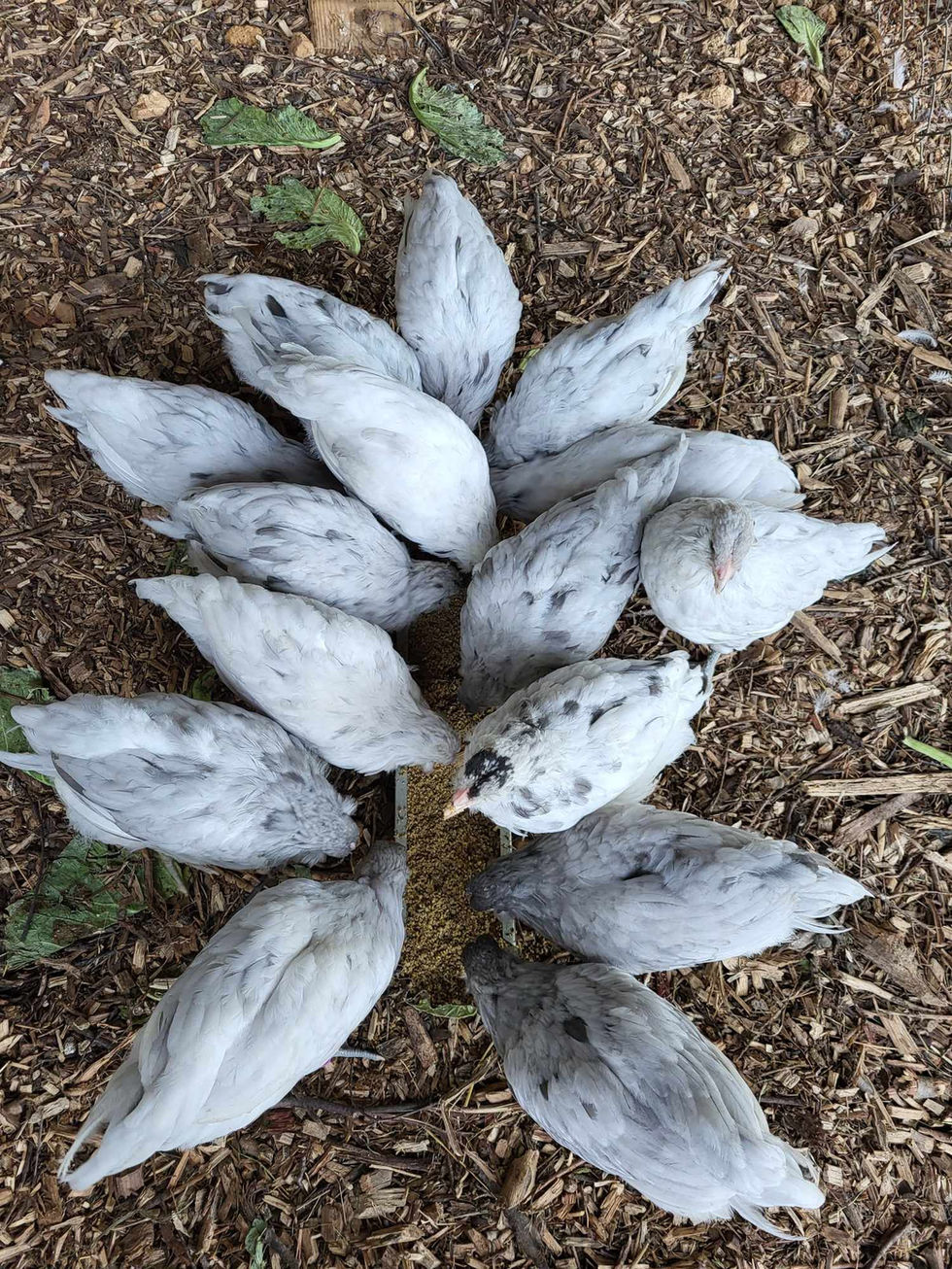 377487700_269276332616133_4169585094229589802_n