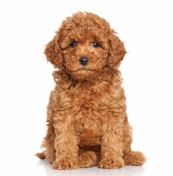 Miniature Goldendoodle Deposit