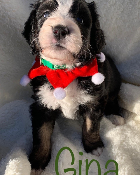 Alpine ridge bernedoodles shop