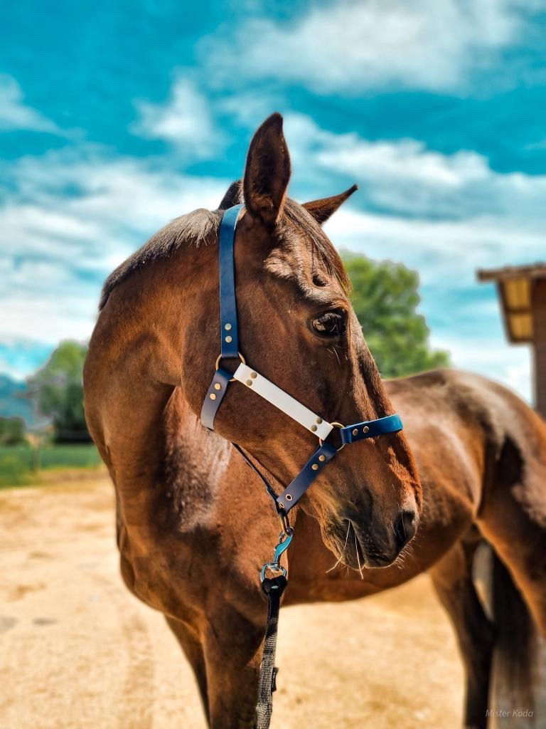 Miniature : Licol pour chevaux