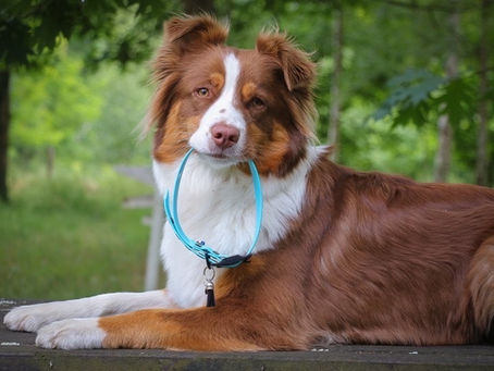 Biothane, sangle enduite, soft touch ou pawtex : quelle matière choisir pour les accessoires de votre animal ?