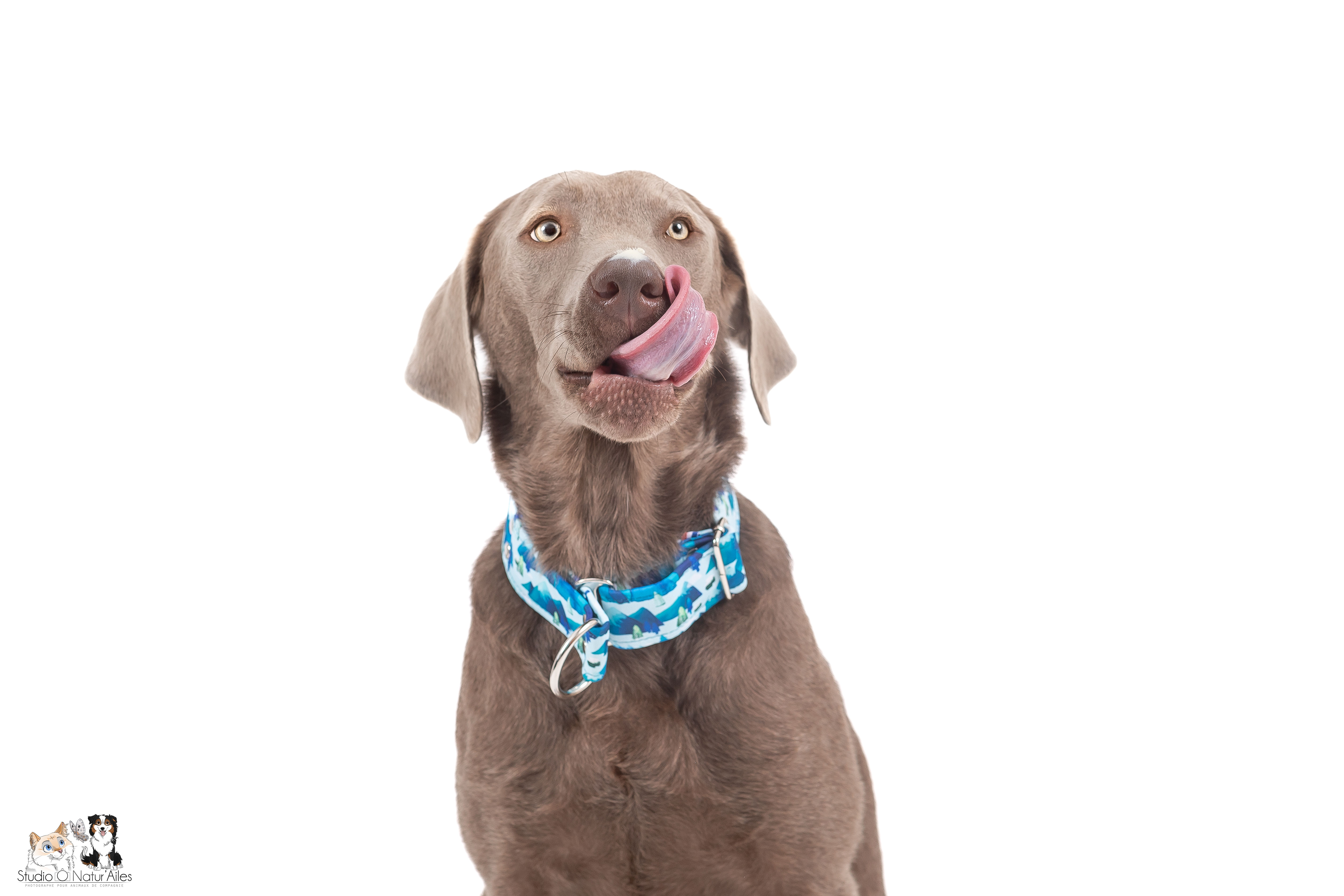 Martingale “blue mountains”