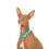 Miniature : Martingale “tropical”