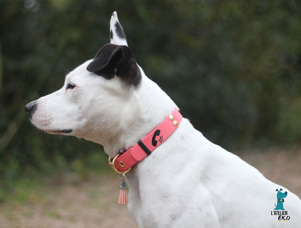 Comment choisir la couleur du collier de son chien selon son pelage ? Le guide complet