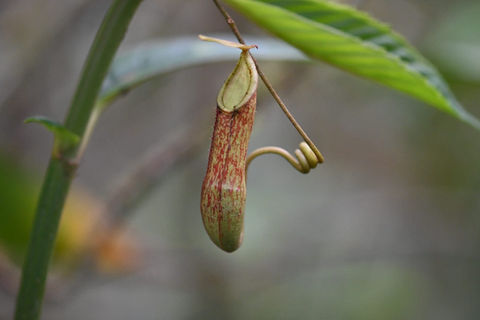 Nepenthes pitcher plant hanging