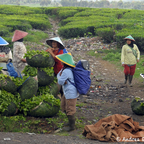 Tea pickers harvest in Kerinci