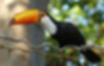 Toucan sitting on a wavey branch in the Pantanal, Brazil