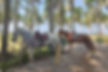 Horses stand beneath a coconut tree plantation