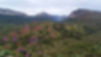Purple flowers in front of a green valley and the rocky plateaus of Chapada Diamantina