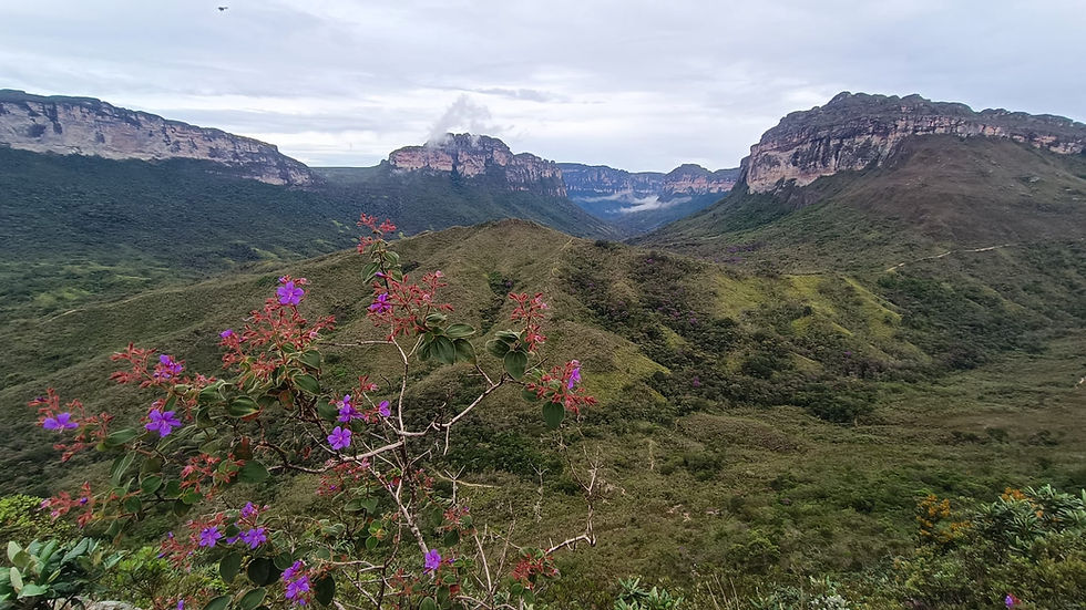 Purple flowers in flower of large rocky plateus on the Vale do Pati trail in Chapada Diamantina