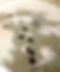 Tiny baby turtles swim in a white pool