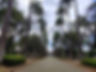 Tall palm trees line the a long path through Praca da Liberdade