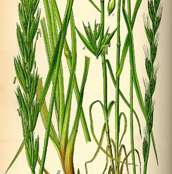 The Parable of the Weeds among the Wheat