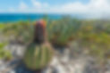 turks-head-cacti-on-goods-hill_600x400.jpg